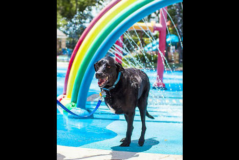 El adiós de Duke,  un perro enfermo de cáncer (FOTOS)
