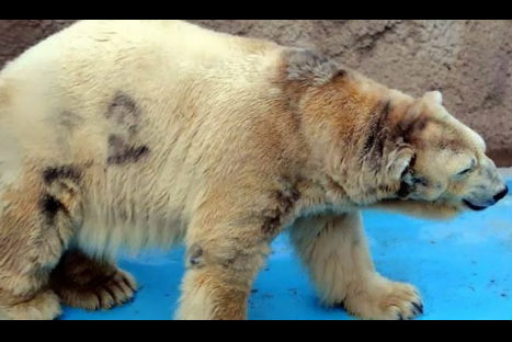 Conoce al oso polar más triste Conoce al oso polar más triste