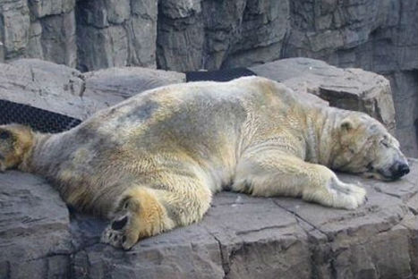 Conoce al oso polar más triste Conoce al oso polar más triste