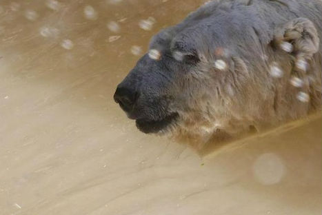 Conoce al oso polar más triste Conoce al oso polar más triste