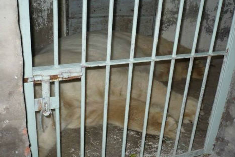 Conoce al oso polar más triste Conoce al oso polar más triste