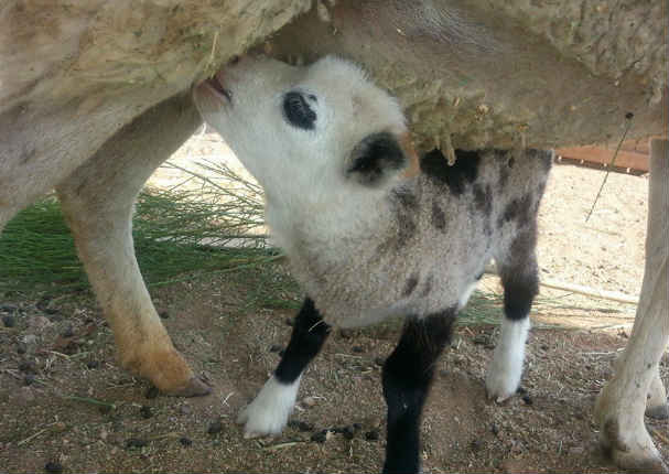 ¡Insólito! Mira al animal mitad oveja, mitad cabra (FOTOS) ¡Insólito! Mira al animal mitad oveja, mitad cabra (FOTOS)