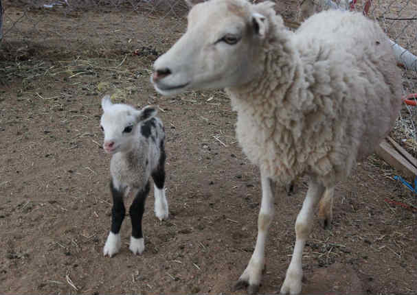 ¡Insólito! Mira al animal mitad oveja, mitad cabra (FOTOS) ¡Insólito! Mira al animal mitad oveja, mitad cabra (FOTOS)