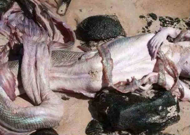 Imágenes de una supuesta 'sirena' muerta en la playa de México causa alarma Imágenes de una supuesta 'sirena' muerta en la playa de México causa alarma