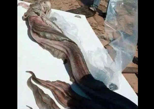 Imágenes de una supuesta 'sirena' muerta en la playa de México causa alarma Imágenes de una supuesta 'sirena' muerta en la playa de México causa alarma
