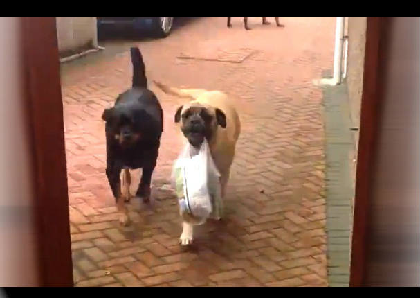 Perrita es la sensación en Youtube al ayudar con las compras de la casa (VIDEO)