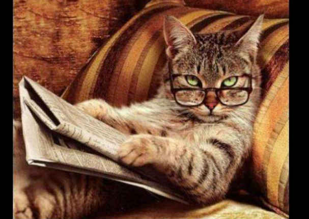 Mira al gato más inteligente del mundo: Saluda, se sienta y hasta toca el piano (VIDEO)