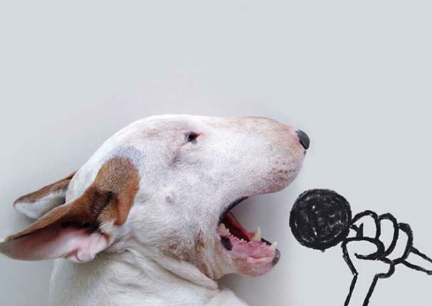 ¿Quieres conocer al perro más famoso de Internet? Mira las FOTOS