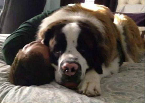 Mira cómo esta perrita intenta impedir que su dueño la deje sola (VIDEO)