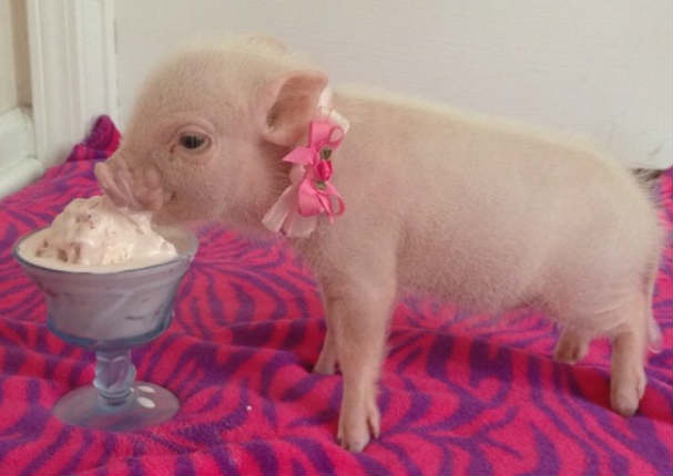 Mira a Priscilla, la cerdita más elegante de Internet.