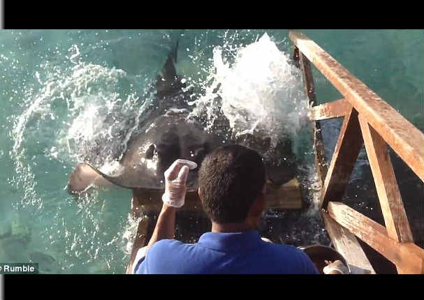 Una mantarraya sale del agua solo para pedir comida (VIDEO)