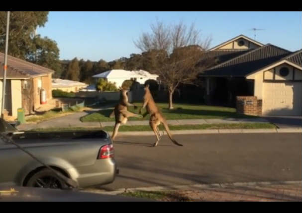 Dos canguros se agarran a patadas en plena vía pública (VIDEO)