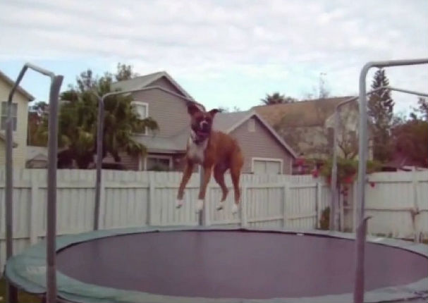 Mira a unos animales saltando en una cama elástica (VIDEO)