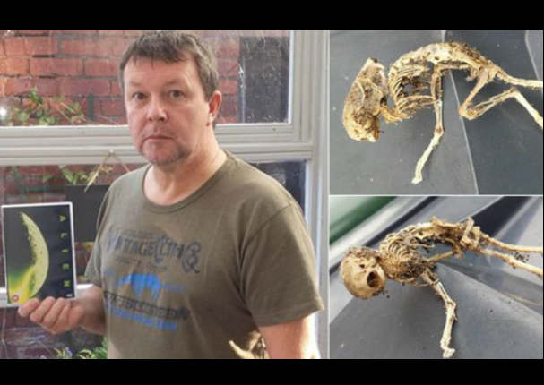 Hombre afirma haber encontrado el esqueleto de un extraterrestre (VIDEO)