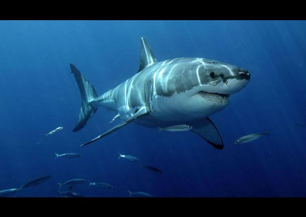Mira la más asombrosa fotografía de un tiburón blanco (FOTOS)