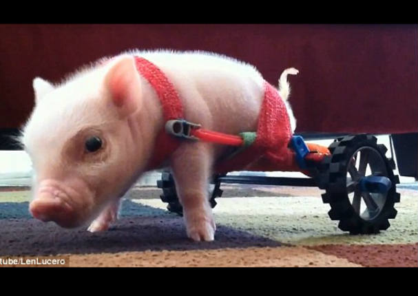 Mira la conmovedora historia de Chris el cerdito (VIDEO)
