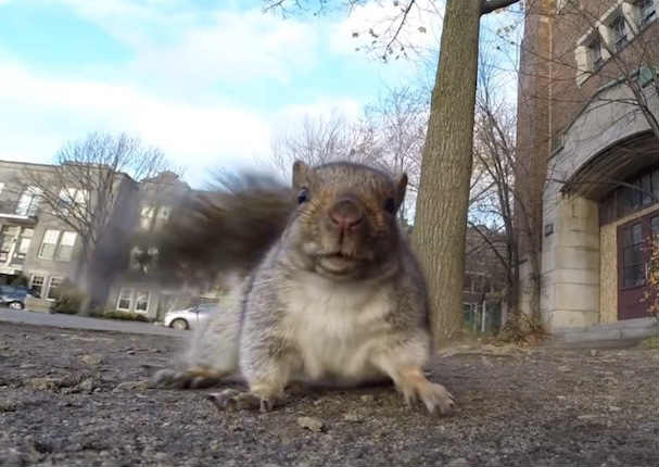 Una ardilla se roba una cámara y mira lo que filmó (VIDEO)