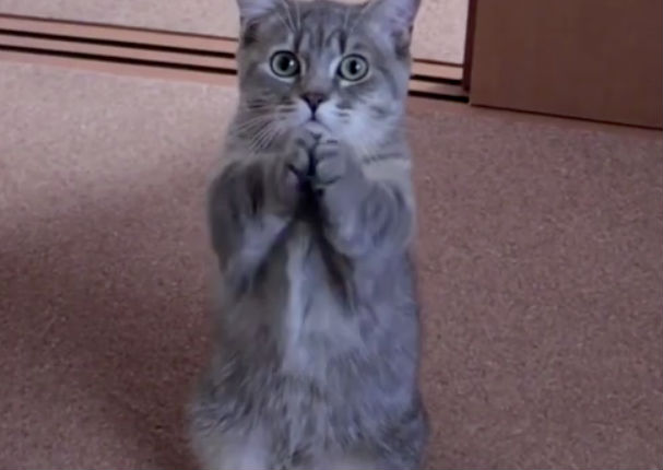 Mira al gato más tierno del mundo implorar por un poco de comida (VIDEO)