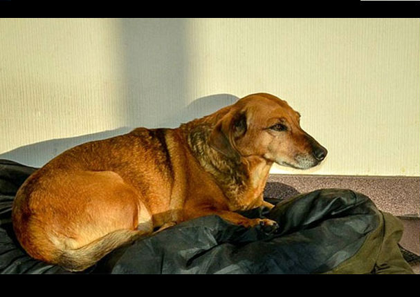 Un perro lleva casi 2 años afuera de hospital esperando a su amo ya fallecido