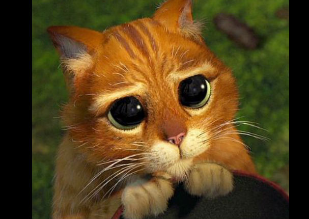 Encontraron a un felino con la misma mirada del gato de Shrek (FOTOS)