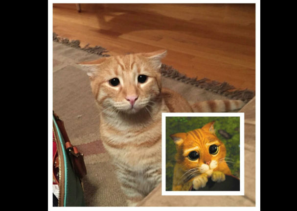 Encontraron a un felino con la misma mirada del gato de Shrek (FOTOS)