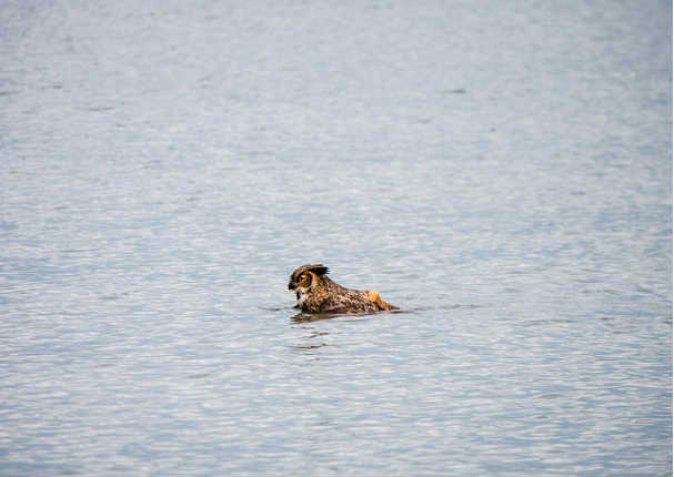 Todos hablan del búho que sabe nadar, pero pocos saben el por qué. Entérate aquí  (VIDEO)