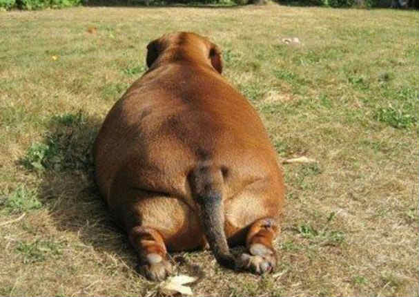 Conoce la tierna historia del perrito que perdió 25 kilos tras una estricta dieta (FOTOS)