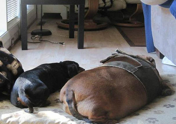 Conoce la tierna historia del perrito que perdió 25 kilos tras una estricta dieta (FOTOS)