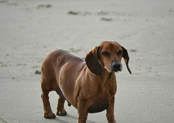 Conoce la tierna historia del perrito que perdió 25 kilos tras una estricta dieta (FOTOS)