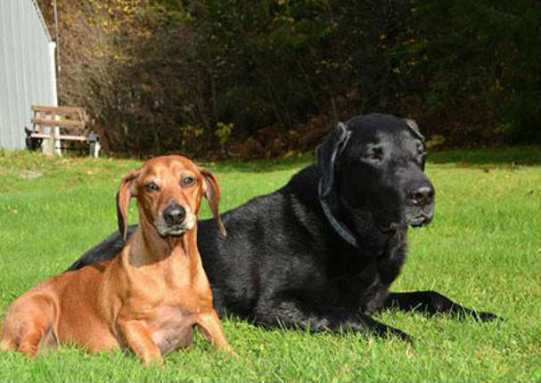 Conoce la tierna historia del perrito que perdió 25 kilos tras una estricta dieta (FOTOS)