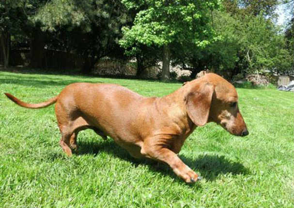 Conoce la tierna historia del perrito que perdió 25 kilos tras una estricta dieta (FOTOS)