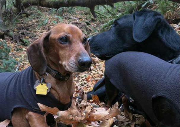 Conoce la tierna historia del perrito que perdió 25 kilos tras una estricta dieta (FOTOS)