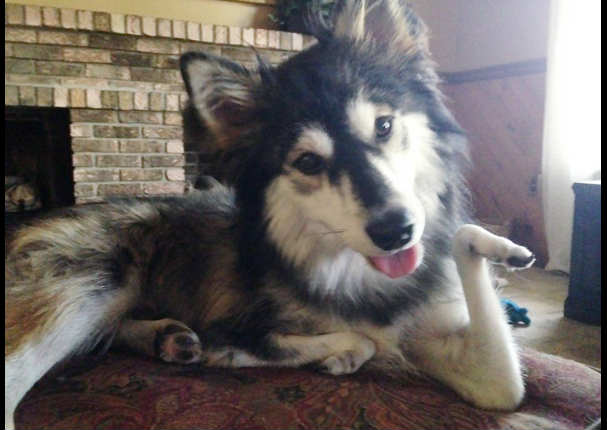 Inspirador: Derby, el perro que corre gracias a una prótesis 3D (VIDEO)