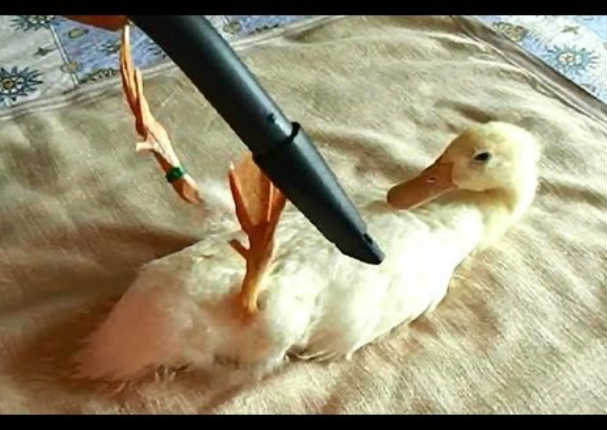 ¿Quén dijo que los patos no les gustaba ser 'aspirados'? Mira este tierno video (VIDEO)