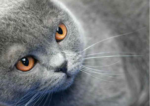 Entérate cuáles son las 10 razas de gatos más caras del mundo