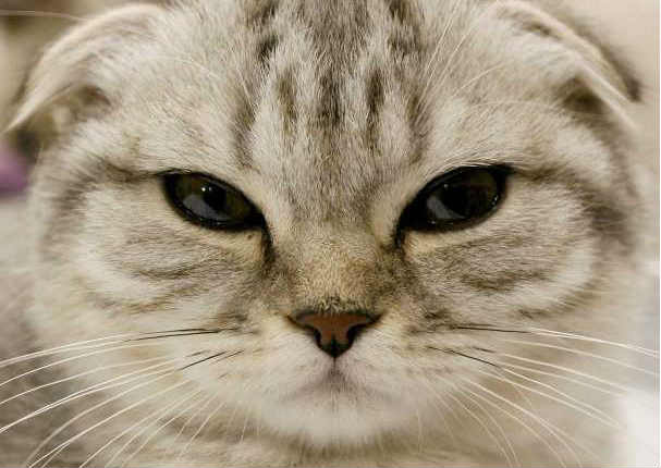 Entérate cuáles son las 10 razas de gatos más caras del mundo