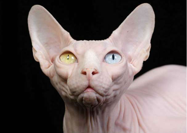 Entérate cuáles son las 10 razas de gatos más caras del mundo