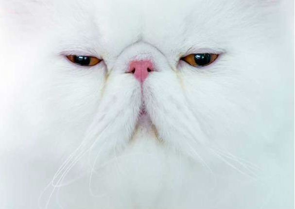 Entérate cuáles son las 10 razas de gatos más caras del mundo