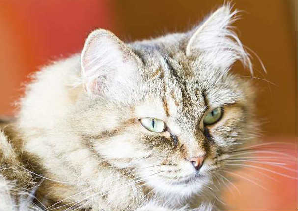 Entérate cuáles son las 10 razas de gatos más caras del mundo