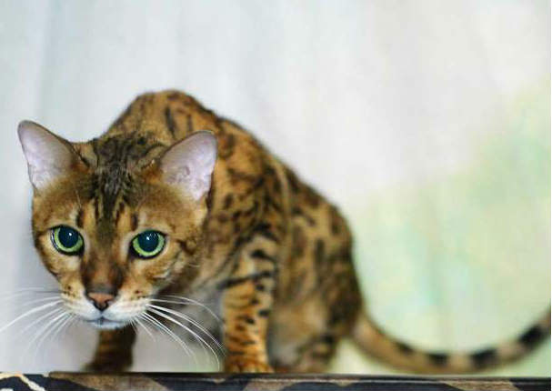 Entérate cuáles son las 10 razas de gatos más caras del mundo