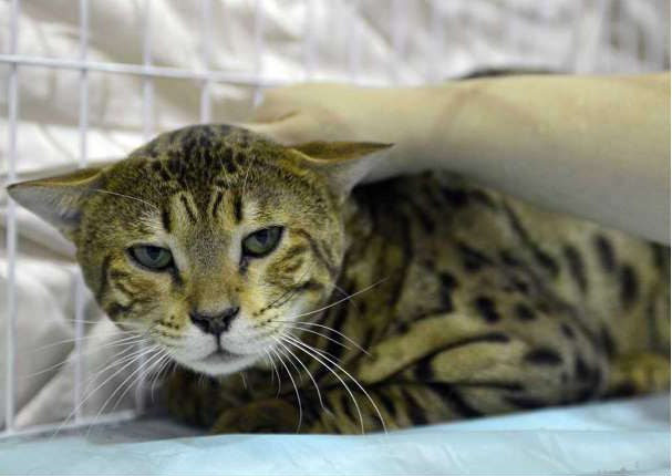 Entérate cuáles son las 10 razas de gatos más caras del mundo