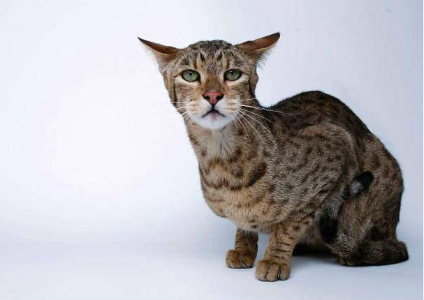 Entérate cuáles son las 10 razas de gatos más caras del mundo