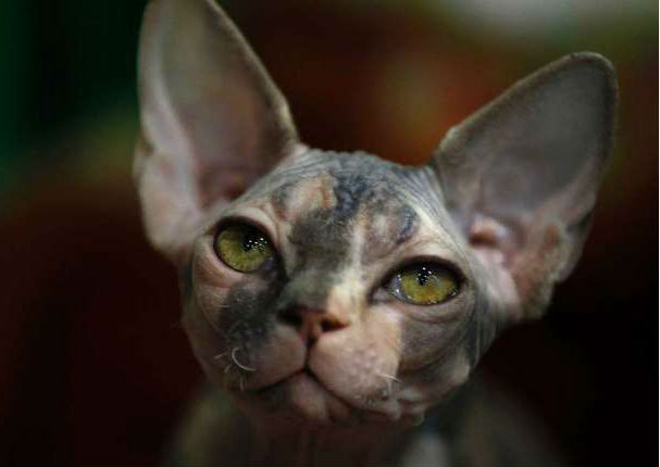 Entérate cuáles son las 10 razas de gatos más caras del mundo