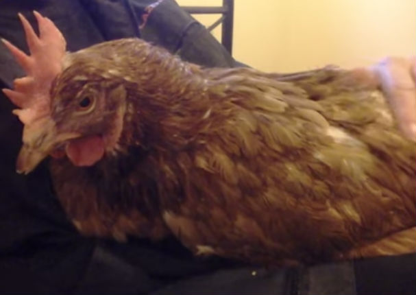 ¡Insólito! Una gallina se engríe y ronronea como un gato (VIDEO)