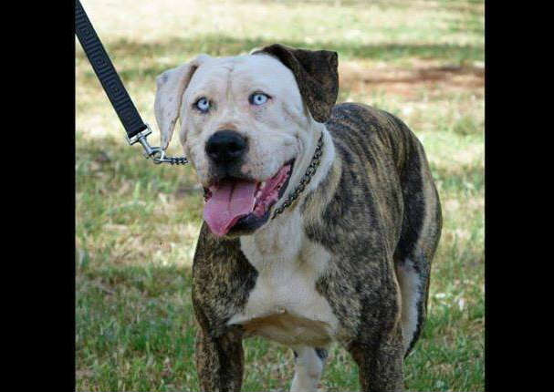 Conoce al perro que tiene un sorpredente parecido con John Travolta (FOTOS)