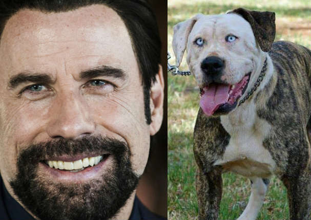 Conoce al perro que tiene un sorpredente parecido con John Travolta (FOTOS)