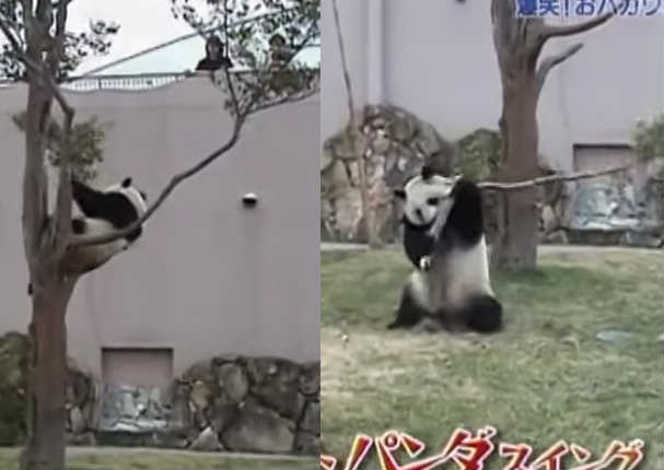 Un panda se cae de un árbol y se enoja con la rama que lo dejó caer (VIDEO)