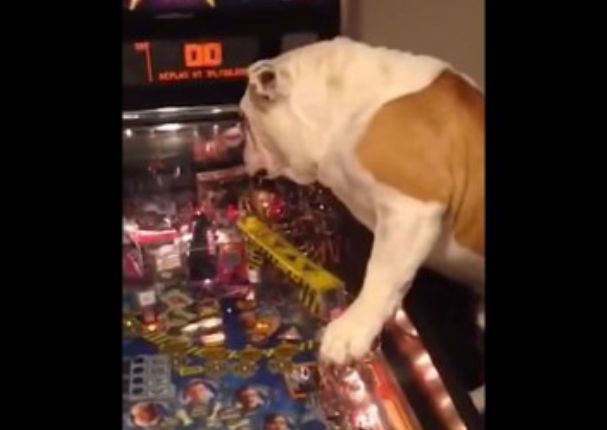 Un bull dog es la sensación en las redes sociales al ser fanático del 'pinball' (VIDEO)