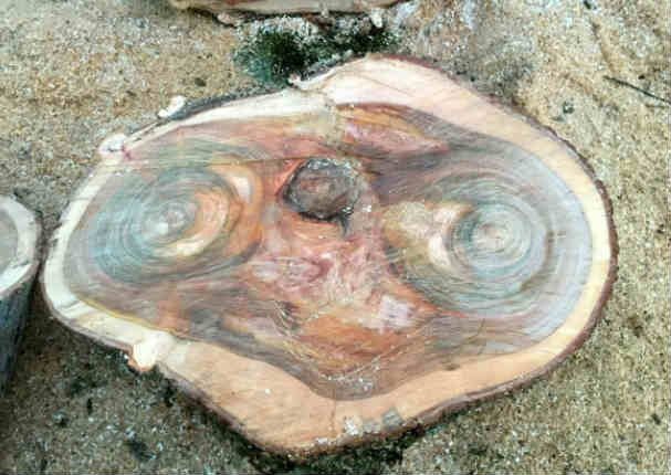 ¿Recuerdas a ET? Mira el impresionante hallazgo que hizo un hombre al cortar un árbol.