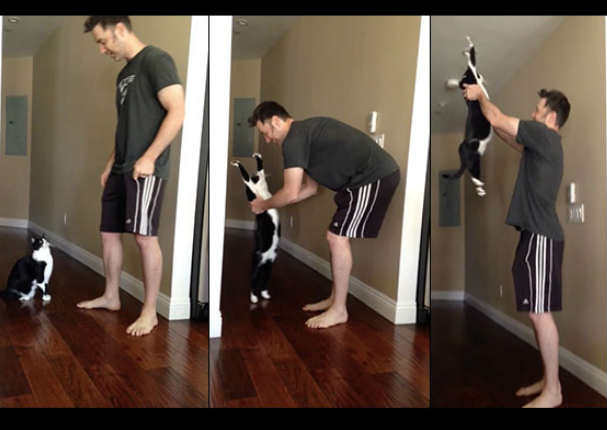 Este gato tiene una peculiar forma de pedir que lo abracen (VIDEO)